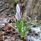 Image for article titled Shooting Challenge: Spring Gallery 2